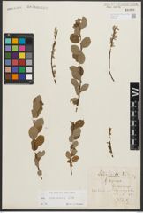 Foto von Salix starkeana Willd.